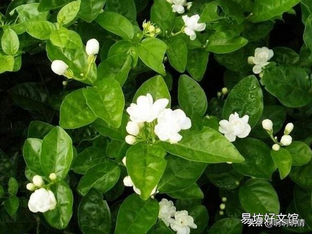 茉莉花肥料怎么施?