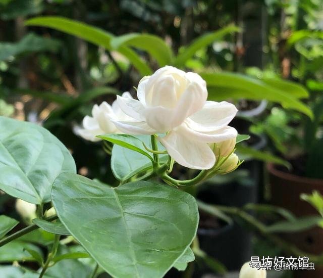 茉莉花肥料怎么施?