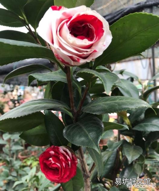 我的茶花叶子焦边，叶芽干枯怎么办？
