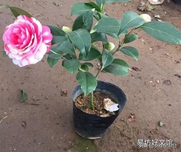 我的茶花叶子焦边，叶芽干枯怎么办？