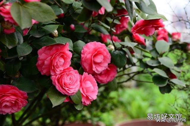 我的茶花叶子焦边，叶芽干枯怎么办？