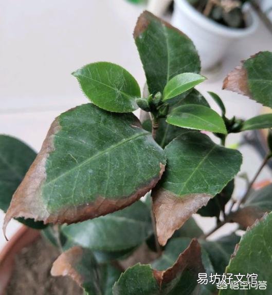 我的茶花叶子焦边，叶芽干枯怎么办？