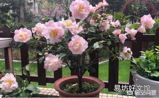 我的茶花叶子焦边，叶芽干枯怎么办？