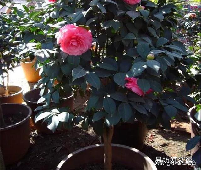 我的茶花叶子焦边，叶芽干枯怎么办？