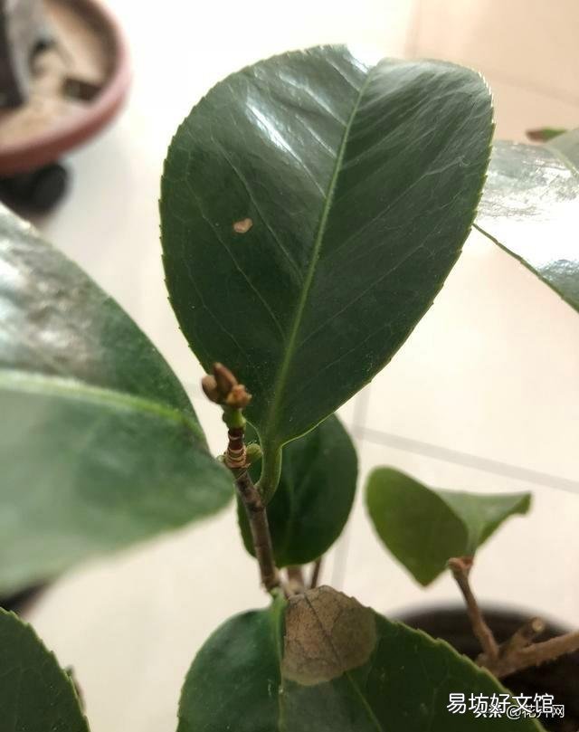 我的茶花叶子焦边，叶芽干枯怎么办？