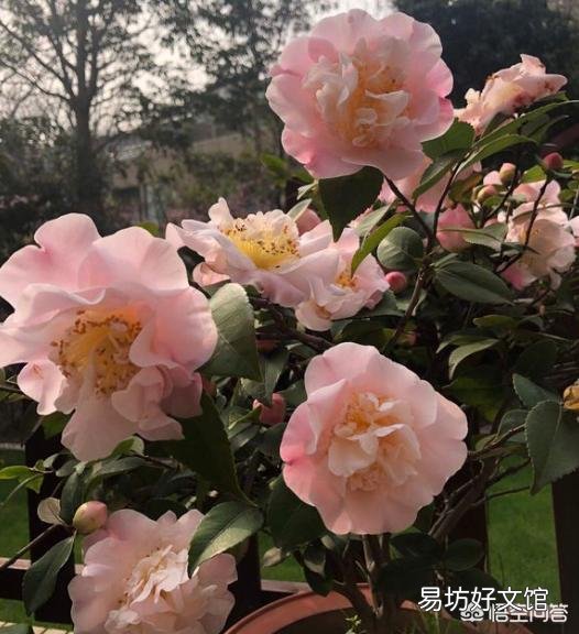 我的茶花叶子焦边，叶芽干枯怎么办？