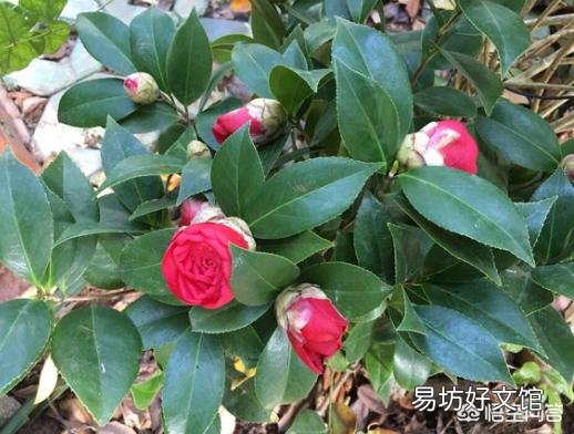 我的茶花叶子焦边，叶芽干枯怎么办？