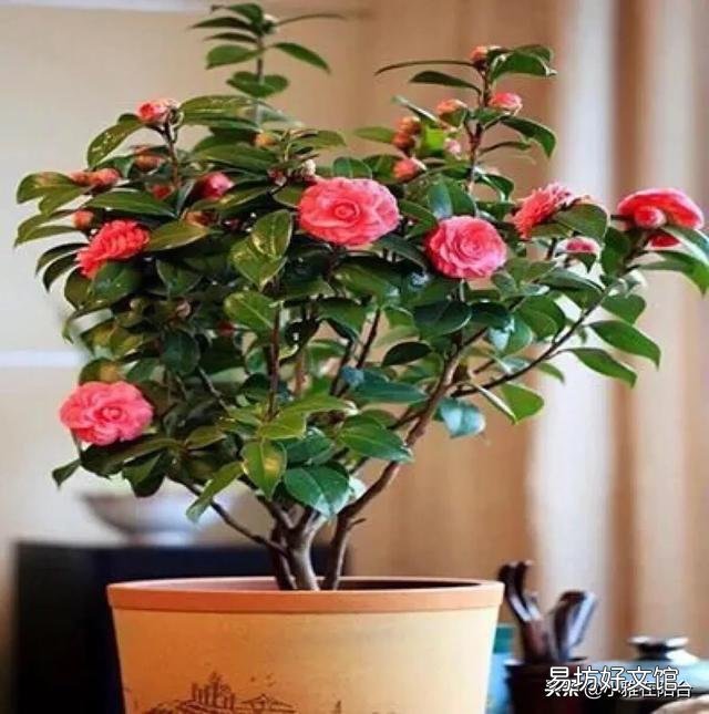 我的茶花叶子焦边，叶芽干枯怎么办？