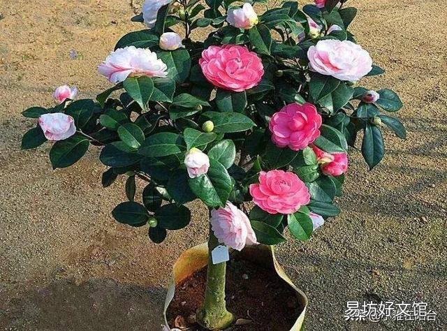 我的茶花叶子焦边，叶芽干枯怎么办？