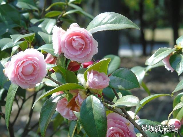 我的茶花叶子焦边，叶芽干枯怎么办？