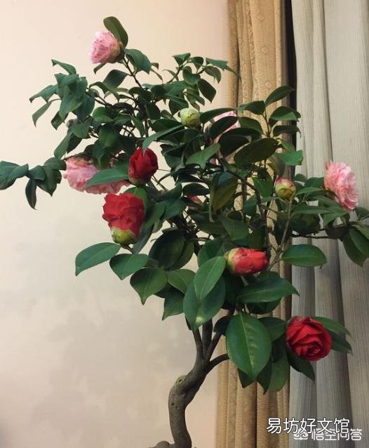 我的茶花叶子焦边，叶芽干枯怎么办？