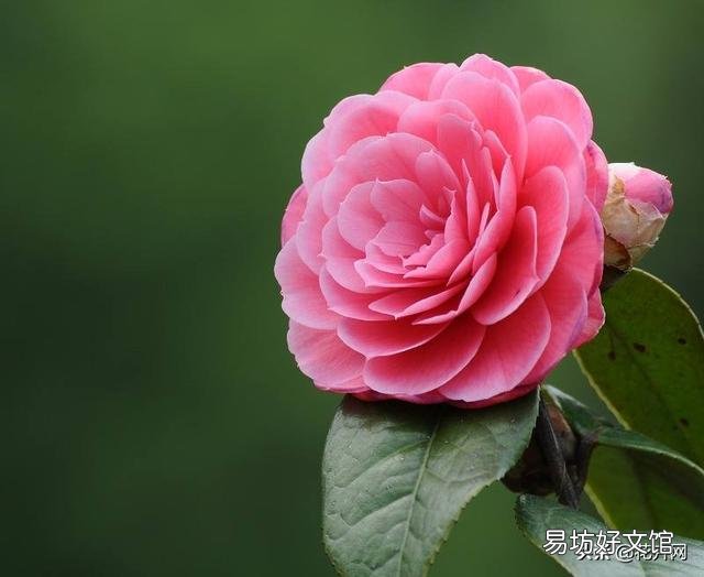 我的茶花叶子焦边，叶芽干枯怎么办？