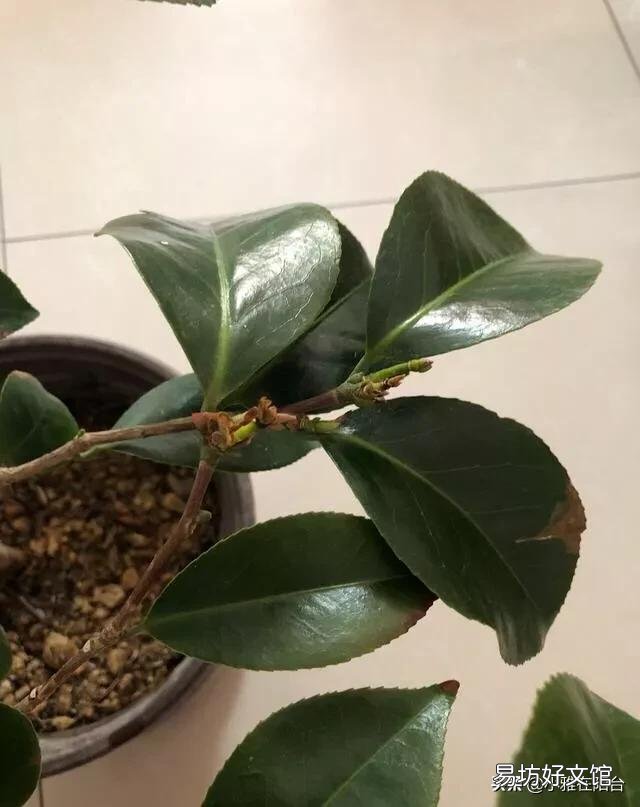 我的茶花叶子焦边，叶芽干枯怎么办？