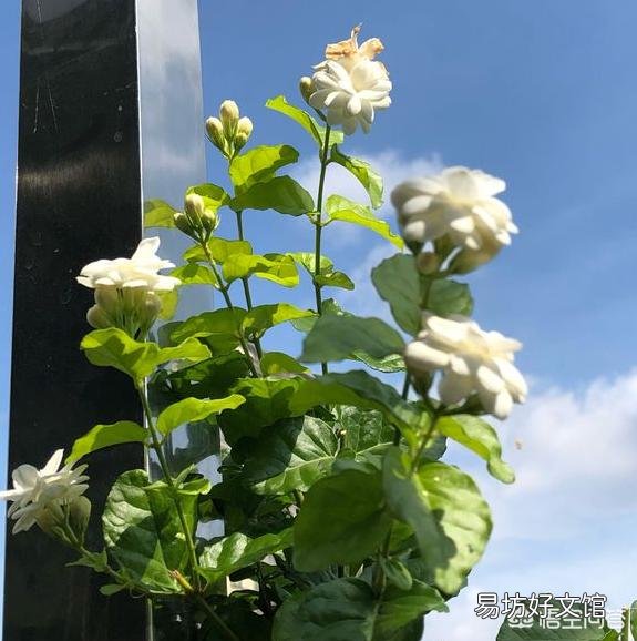 晒不死的茉莉花,为什么会把叶子晒伤?