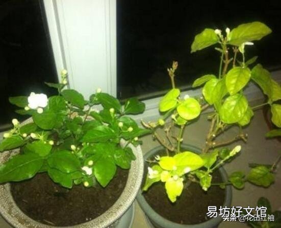 晒不死的茉莉花,为什么会把叶子晒伤?