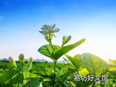 晒不死的茉莉花,为什么会把叶子晒伤?