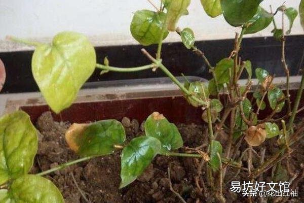 晒不死的茉莉花,为什么会把叶子晒伤?