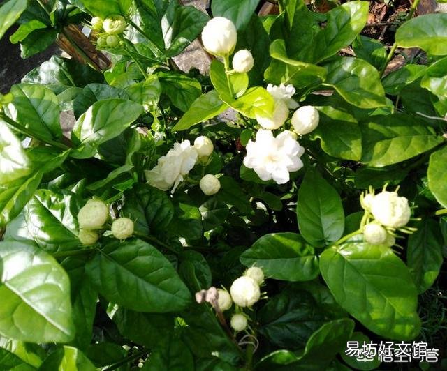 晒不死的茉莉花,为什么会把叶子晒伤?