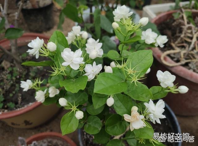 晒不死的茉莉花,为什么会把叶子晒伤?