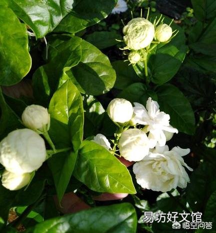 晒不死的茉莉花,为什么会把叶子晒伤?