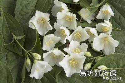 晒不死的茉莉花,为什么会把叶子晒伤?
