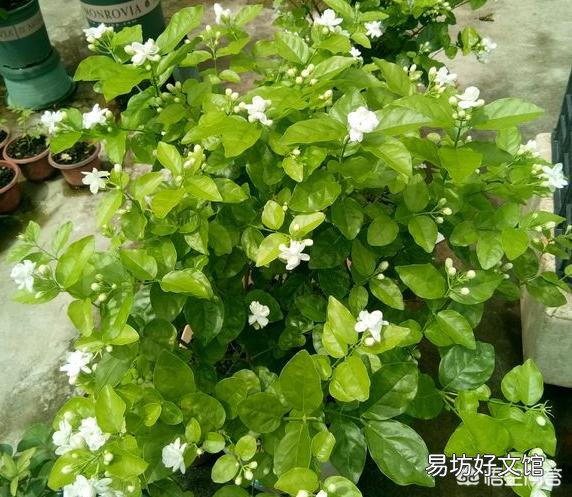晒不死的茉莉花,为什么会把叶子晒伤?