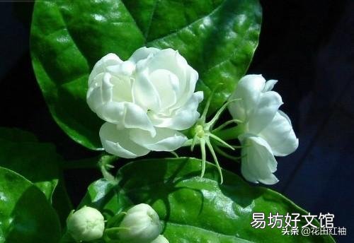 晒不死的茉莉花,为什么会把叶子晒伤?