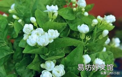 晒不死的茉莉花,为什么会把叶子晒伤?