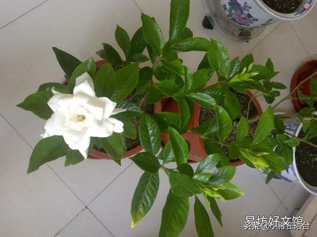 现在栀子花长的很漂亮,为什么一个花骨朵没有呢?