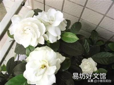 现在栀子花长的很漂亮,为什么一个花骨朵没有呢?