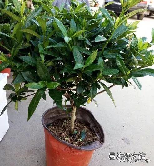 现在栀子花长的很漂亮,为什么一个花骨朵没有呢?