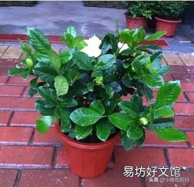 现在栀子花长的很漂亮,为什么一个花骨朵没有呢?