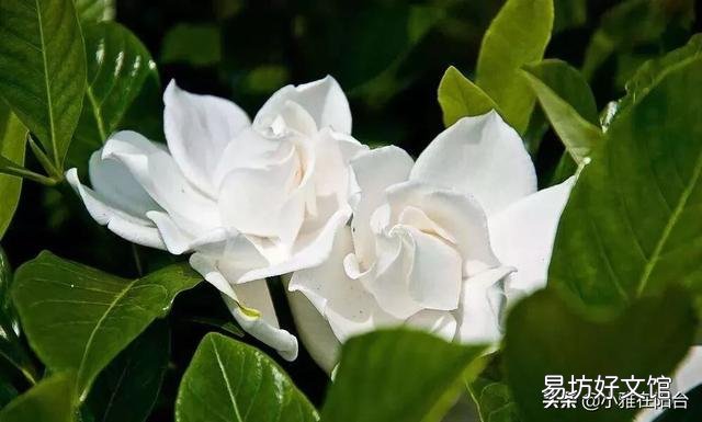 现在栀子花长的很漂亮,为什么一个花骨朵没有呢?