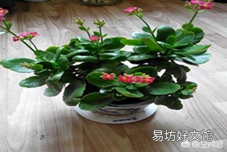 长寿花黑腐病怎么治？