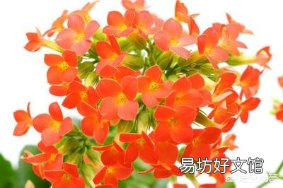 长寿花黑腐病怎么治？