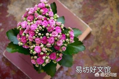 长寿花黑腐病怎么治？
