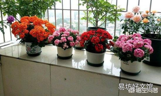 长寿花黑腐病怎么治？