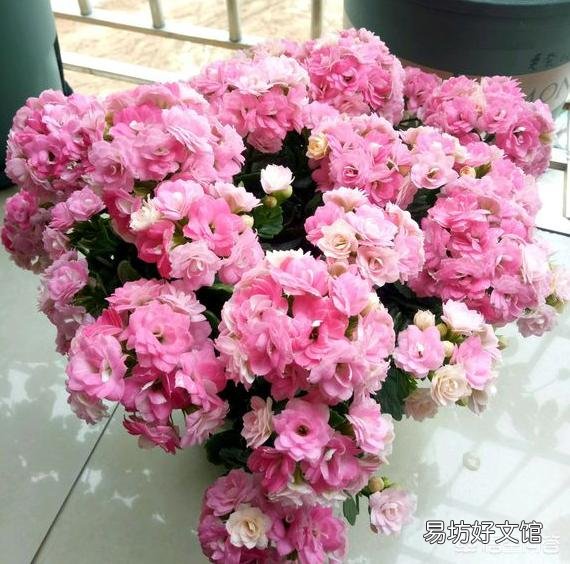 长寿花黑腐病怎么治？