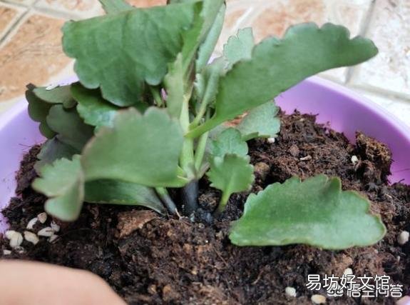 长寿花黑腐病怎么治？