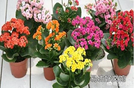 长寿花黑腐病怎么治？