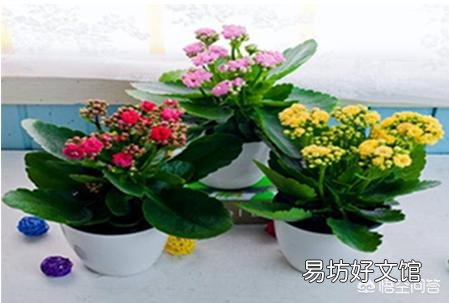 长寿花黑腐病怎么治？