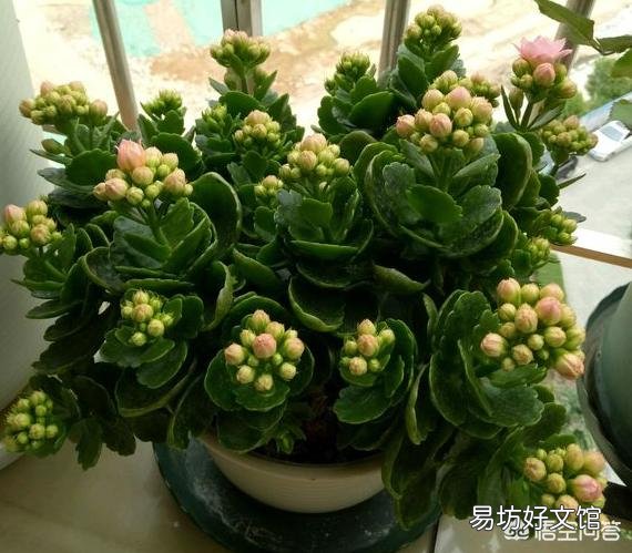 长寿花黑腐病怎么治？