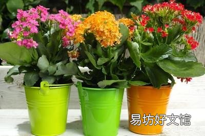 长寿花黑腐病怎么治？