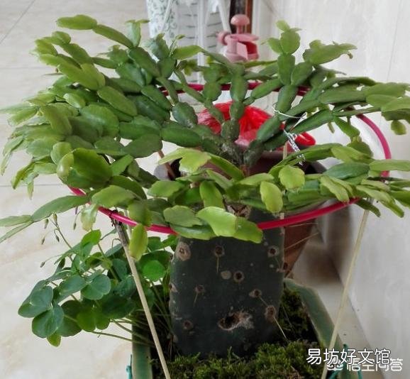 嫁接了两层的蟹爪莲长势太旺,把下面的仙人掌抽缩了怎么办?