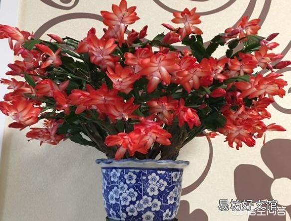 嫁接了两层的蟹爪莲长势太旺,把下面的仙人掌抽缩了怎么办?