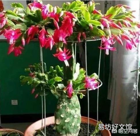 嫁接了两层的蟹爪莲长势太旺,把下面的仙人掌抽缩了怎么办?