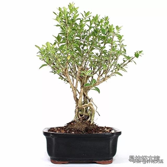 怎么知道盆景里的土干没干透？
