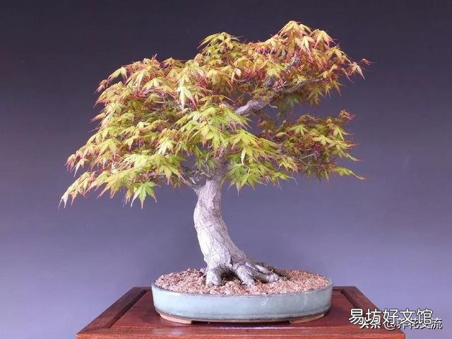 怎么知道盆景里的土干没干透？
