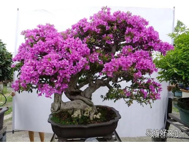 怎么知道盆景里的土干没干透？
