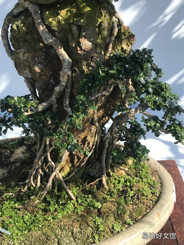 怎么知道盆景里的土干没干透？